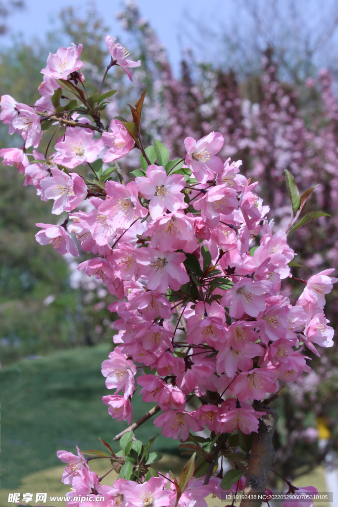 垂丝海棠花