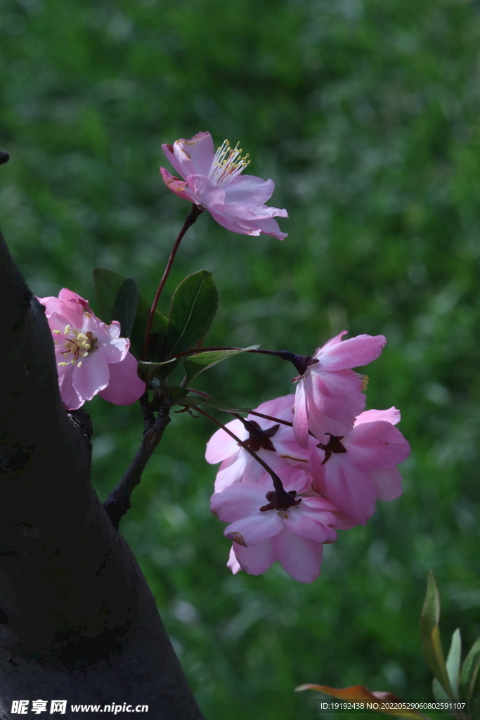 垂丝海棠花