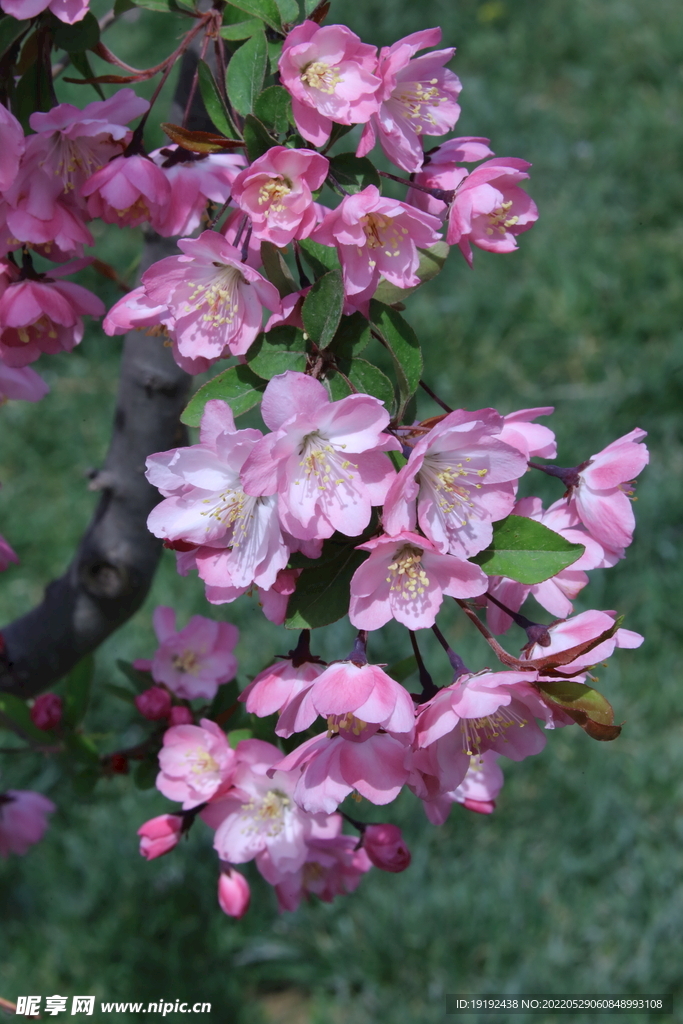垂丝海棠花 
