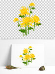 手绘菊花