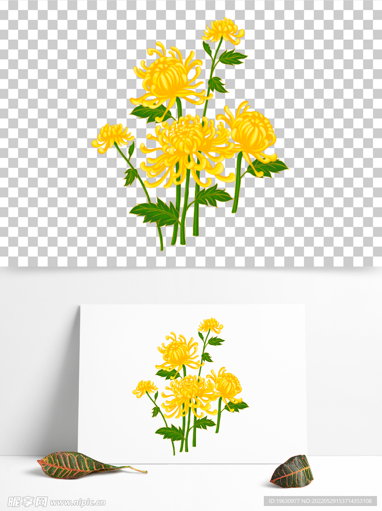 手绘菊花