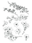 樱花梅花