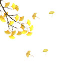 银杏树