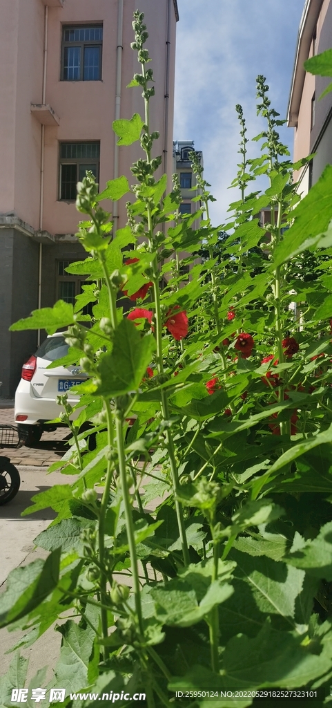 端午堇