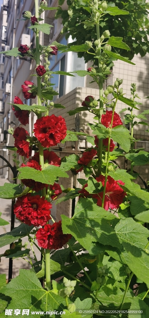 端午花