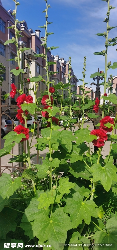 端午花