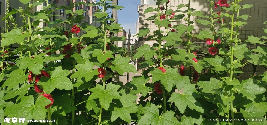 端午花 火红 一丈红 
