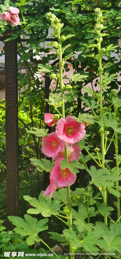 端午花