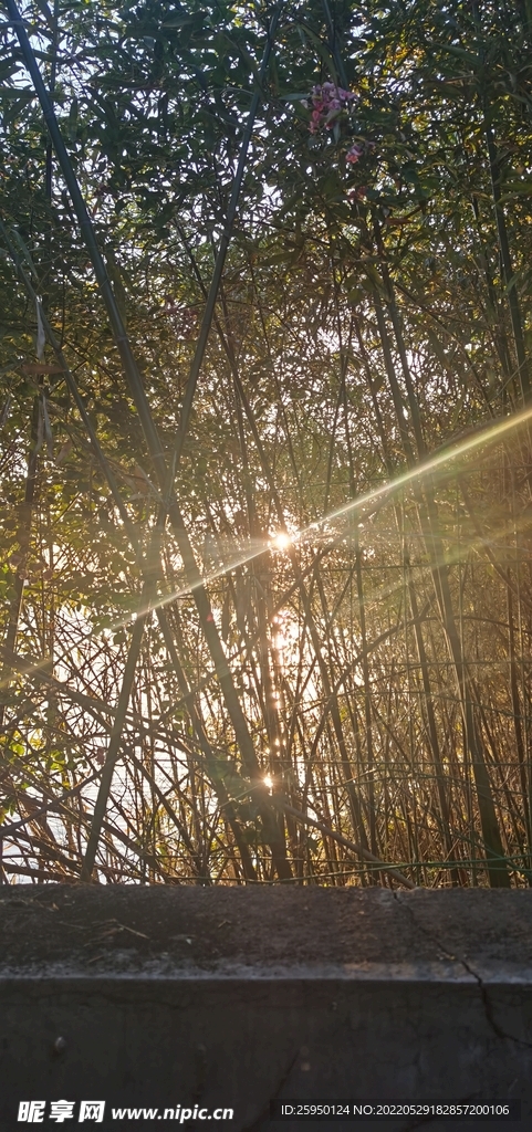 竹林余晖