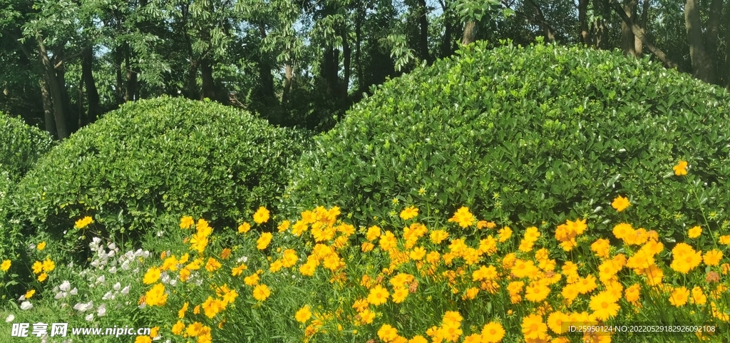 波斯菊