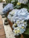 蓝色绣球花