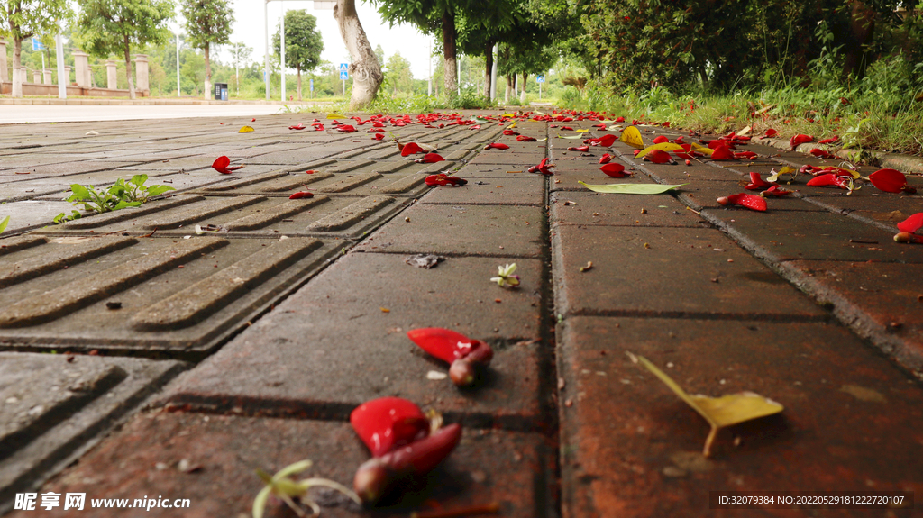 雨后落花