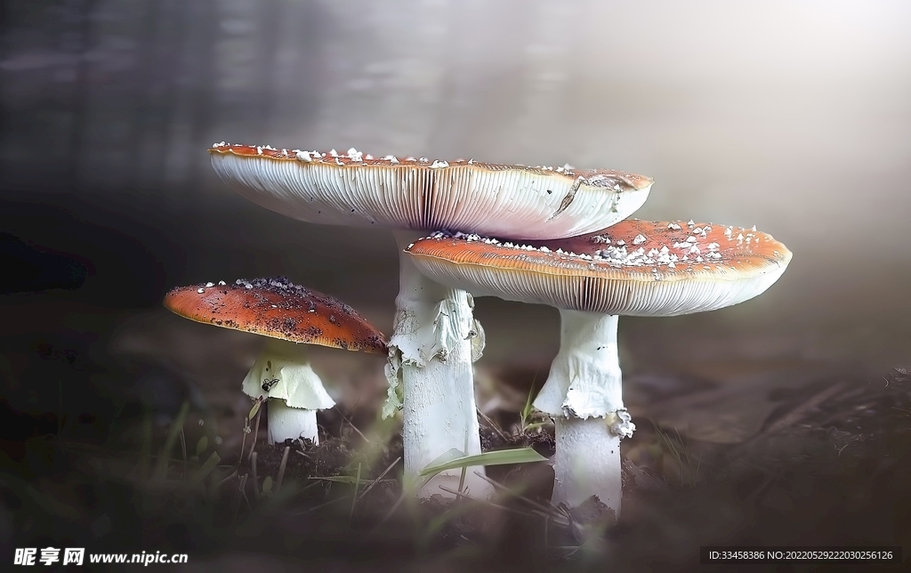 自然景观壁纸