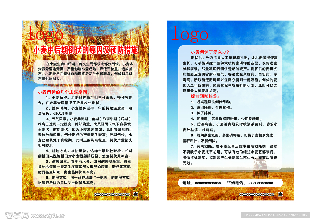 小麦倒伏问题及预防措施