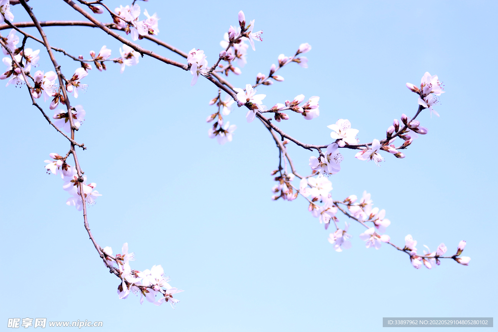 粉色桃花枝