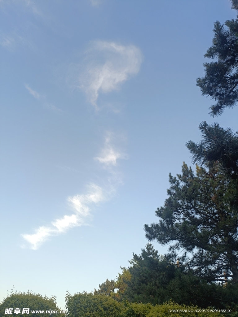 天空白云树