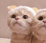 猫咪