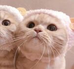 猫咪