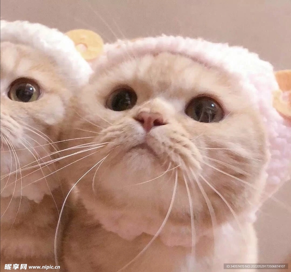 猫咪