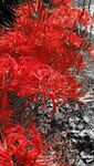 彼岸花