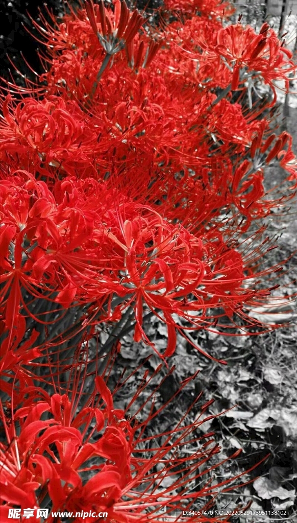 彼岸花