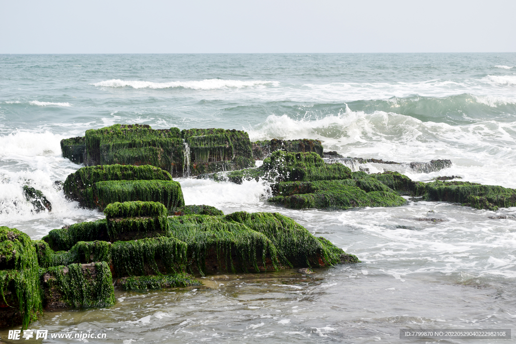 海岸之绿