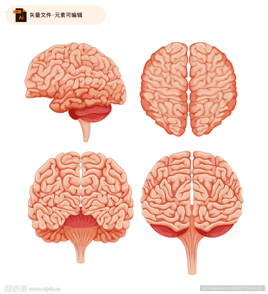 大脑四视图素材