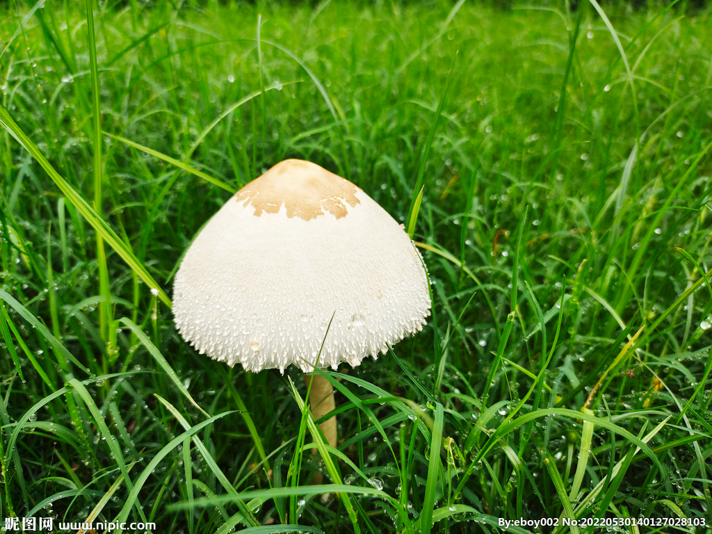 绿草地毒伞蘑菇