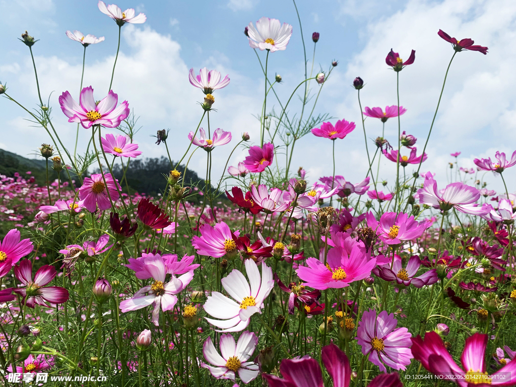 格桑花波斯菊花海