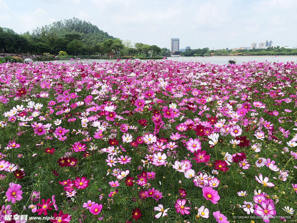 格桑花波斯菊花海