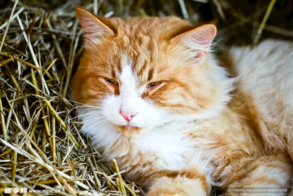 猫
