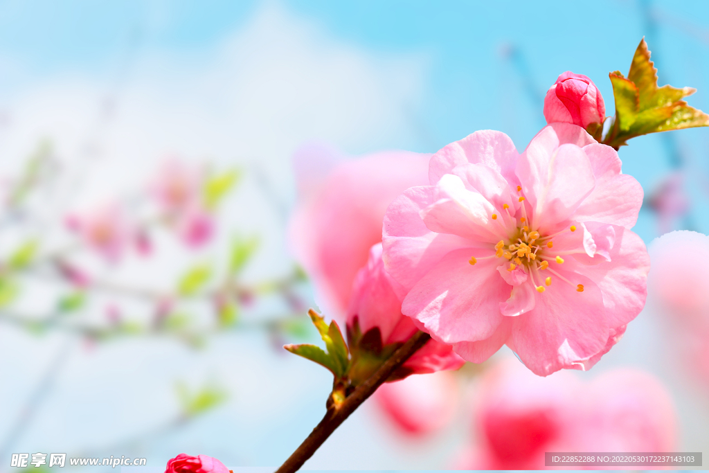 桃花