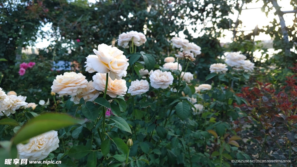 蔷薇花 
