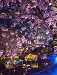 武汉磨山樱花园