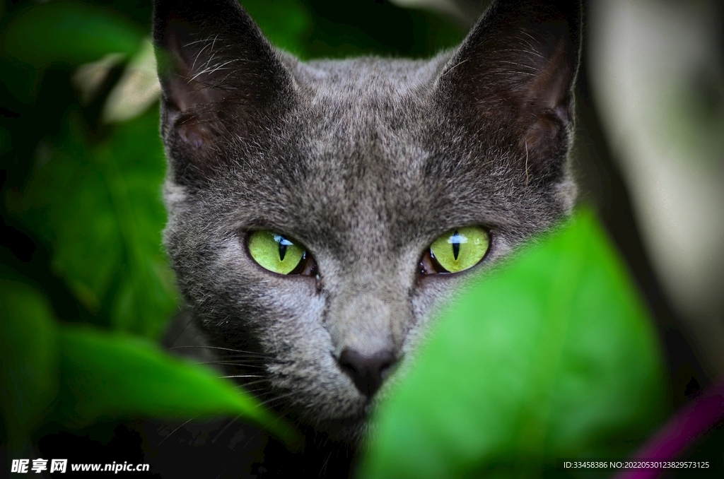 猫