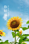 夏天你好