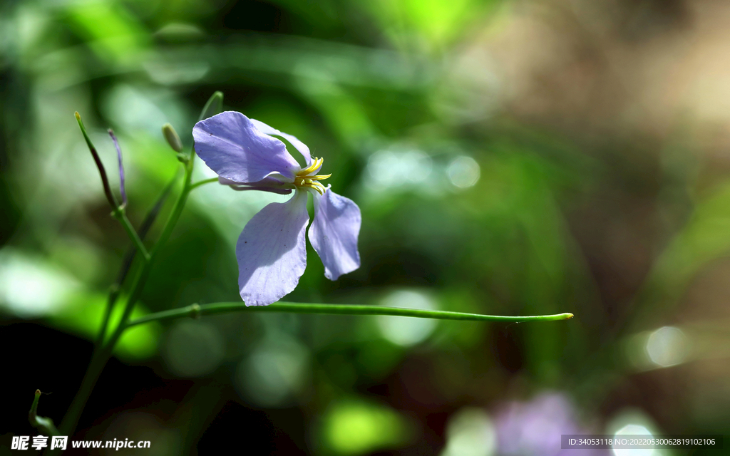 诸葛菜花