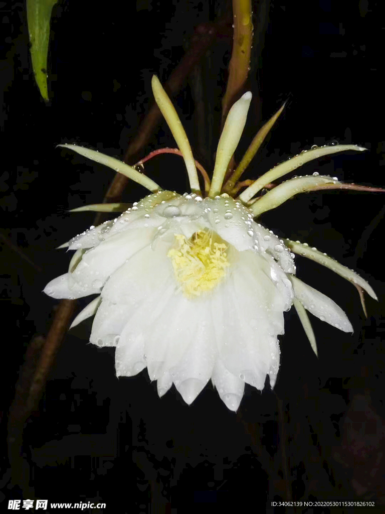 昙花