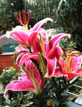 百合花