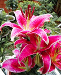 百合花