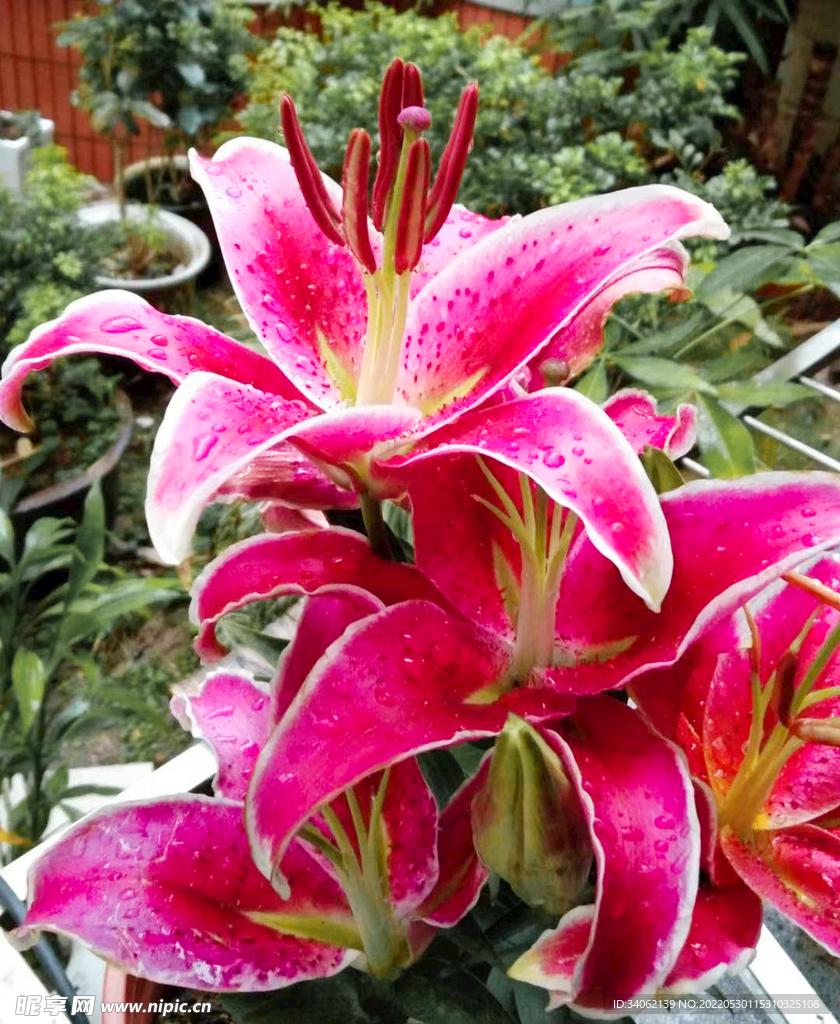 百合花