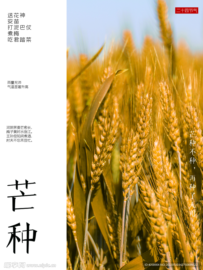芒种