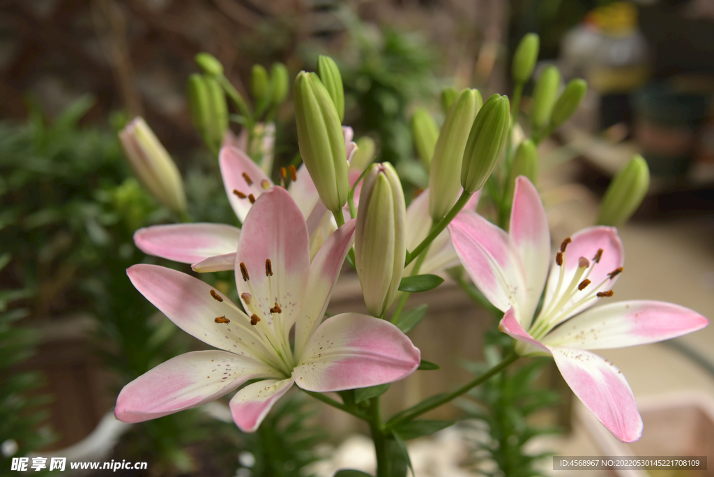 百合花