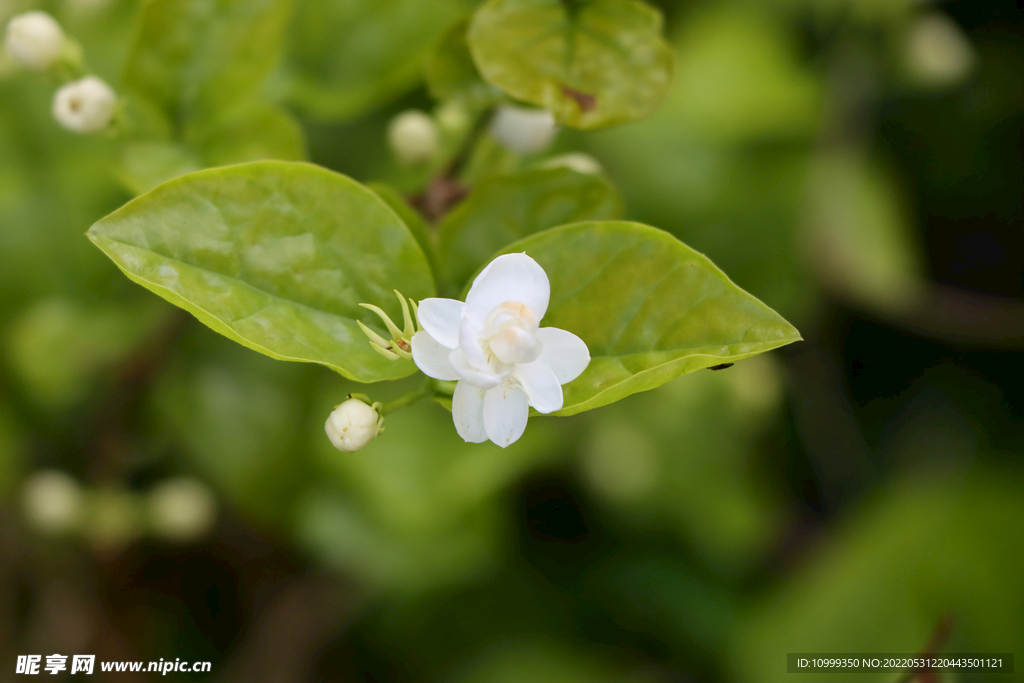 茉莉花