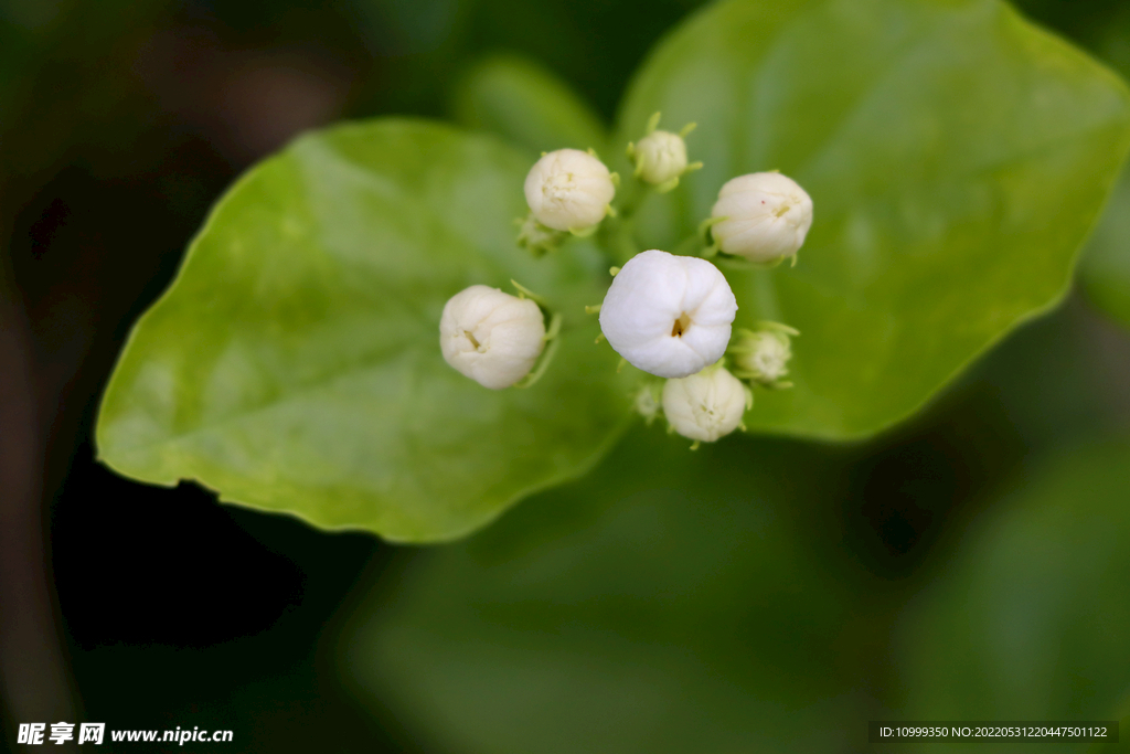 茉莉花