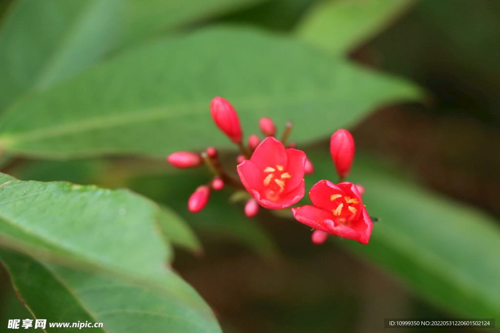 珊瑚花