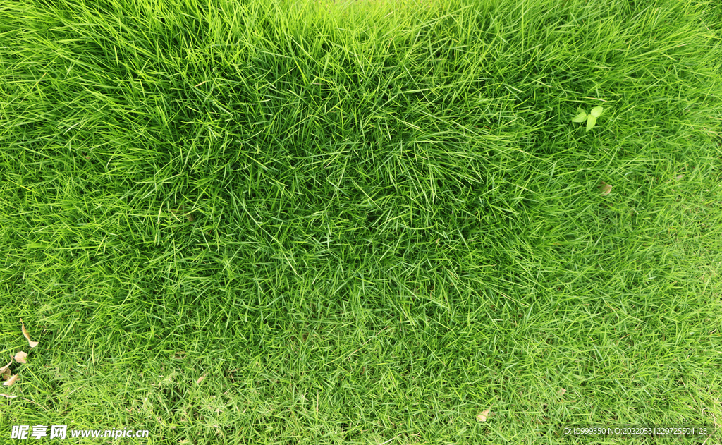 绿草地