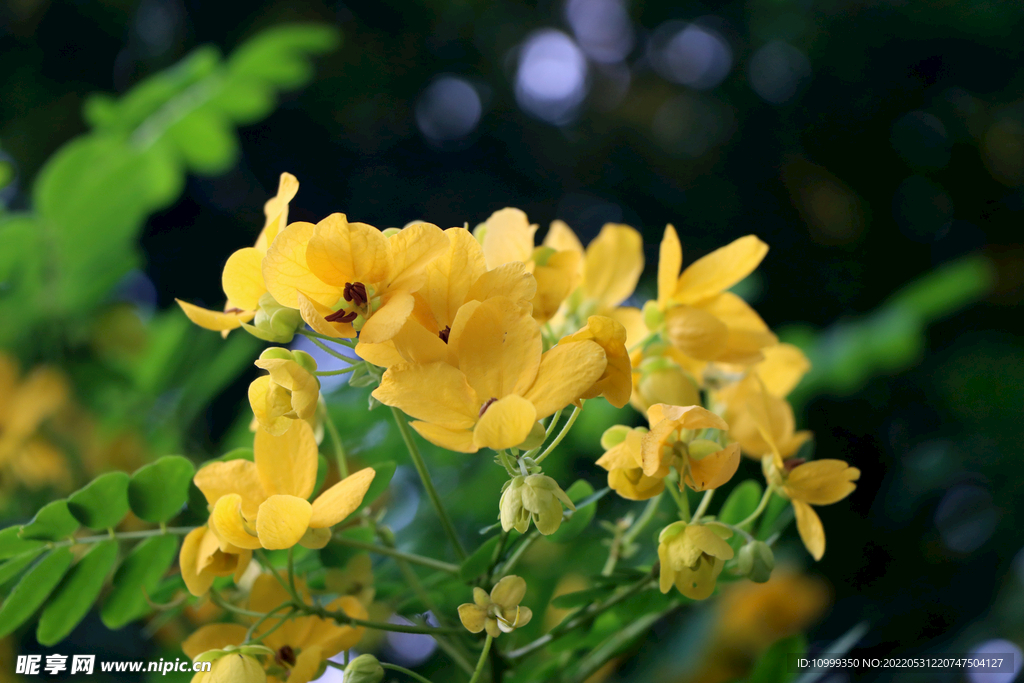 决明花