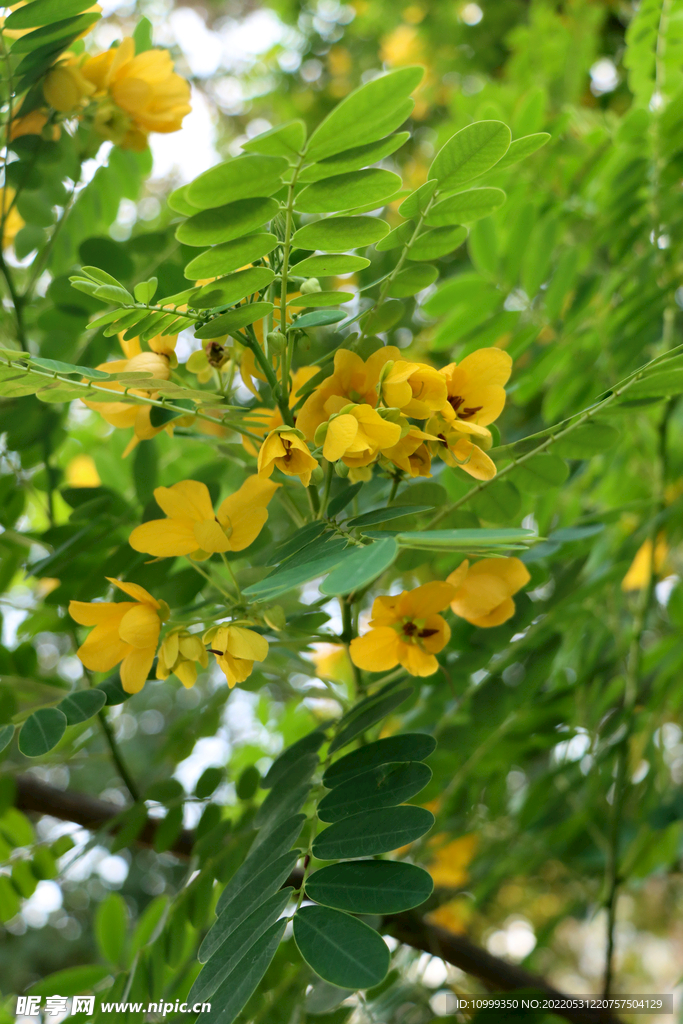 决明花