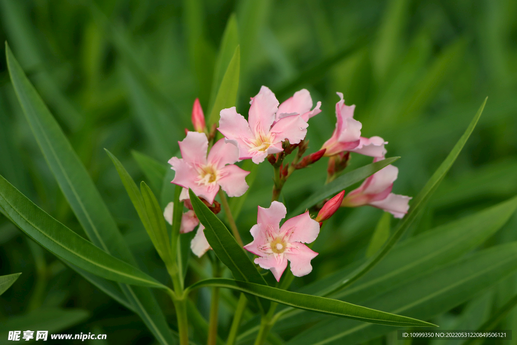 夹竹桃花